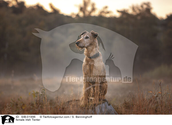 Irish Terrier Hndin / female Irish Terrier / SIB-01996