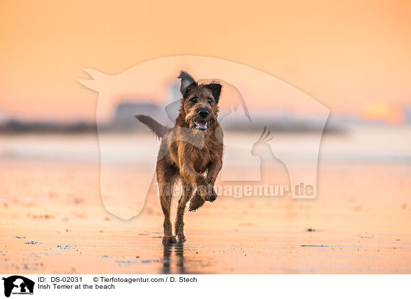 Irish Terrier am Strand / Irish Terrier at the beach / DS-02031