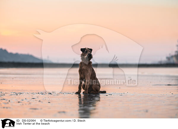 Irish Terrier at the beach / DS-02064