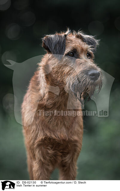Irish Terrier in summer / DS-02130