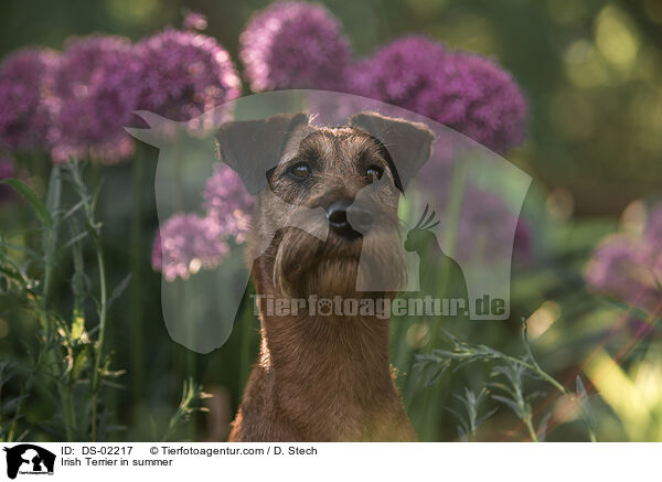 Irish Terrier im Sommer / Irish Terrier in summer / DS-02217