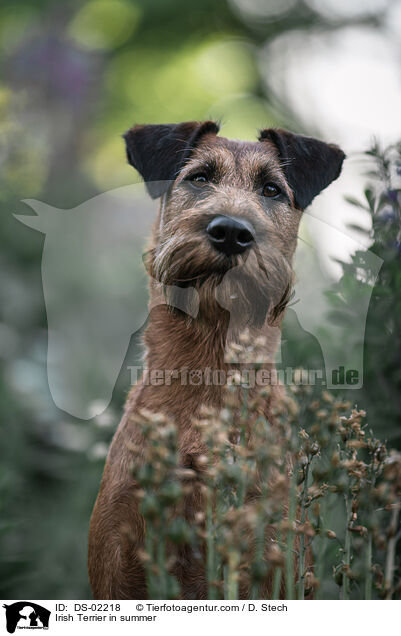 Irish Terrier im Sommer / Irish Terrier in summer / DS-02218