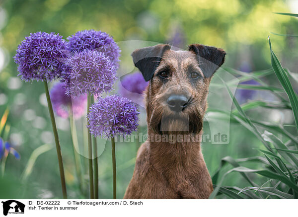 Irish Terrier in summer / DS-02222