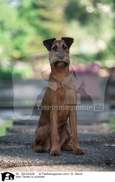 Irish Terrier im Sommer / Irish Terrier in summer / DS-02229