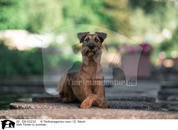 Irish Terrier im Sommer / Irish Terrier in summer / DS-02232