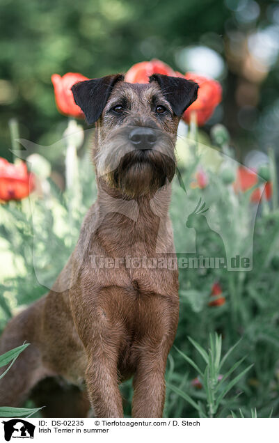 Irish Terrier im Sommer / Irish Terrier in summer / DS-02235