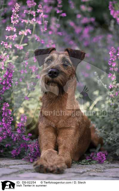 Irish Terrier im Sommer / Irish Terrier in summer / DS-02254