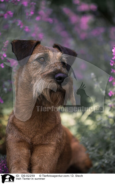 Irish Terrier im Sommer / Irish Terrier in summer / DS-02259