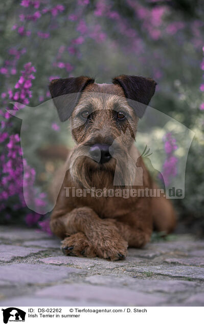 Irish Terrier in summer / DS-02262