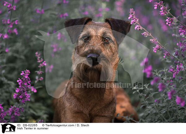 Irish Terrier im Sommer / Irish Terrier in summer / DS-02265