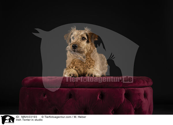 Irischer Terrier im Studio / Irish Terrier in studio / MAH-03193
