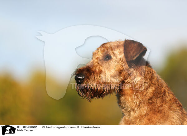 Irischer Terrier / Irish Terrier / KB-08681