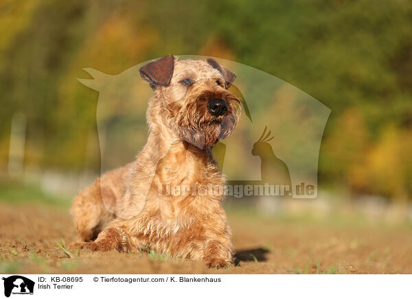 Irischer Terrier / Irish Terrier / KB-08695