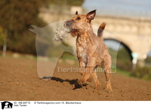 Irischer Terrier / Irish Terrier / KB-08710