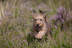 Irish Terrier puppy