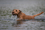 bathing Irish Terrier