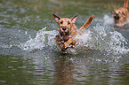 bathing Irish Terriers