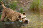 drinking Irish Terrier