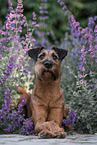 Irish Terrier in summer