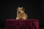 Irish Terrier in studio