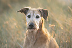 Irish Terrier