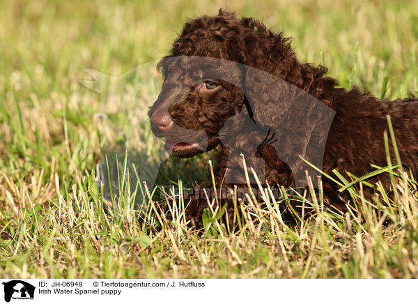 Irish Water Spaniel puppy / JH-06948