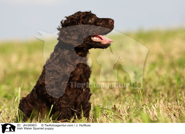 Irish Water Spaniel puppy / JH-06963