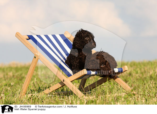 Irish Water Spaniel puppy / JH-06969