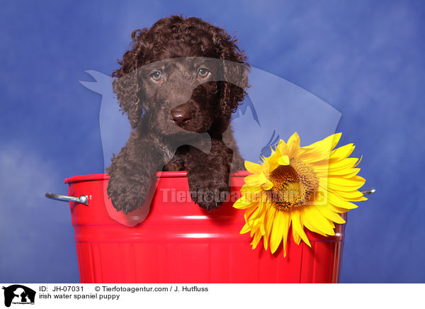 Irish Water Spaniel Welpe / irish water spaniel puppy / JH-07031