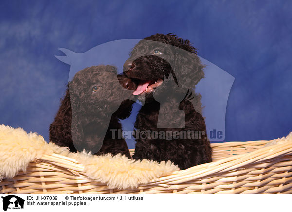 Irish Water Spaniel Welpen / irish water spaniel puppies / JH-07039