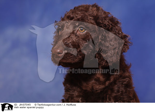 Irish Water Spaniel Welpe / irish water spaniel puppy / JH-07045