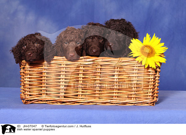 Irish Water Spaniel Welpen / irish water spaniel puppies / JH-07047