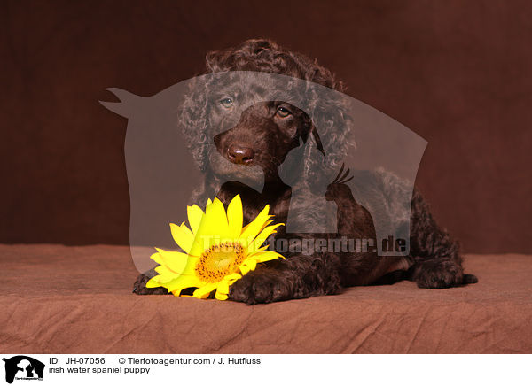 Irish Water Spaniel Welpe / irish water spaniel puppy / JH-07056