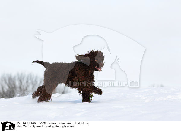 Irish Water Spaniel rennt durch den Schnee / Irish Water Spaniel running through snow / JH-11160