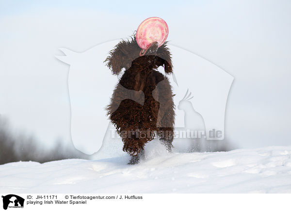 spielender Irish Water Spaniel / playing Irish Water Spaniel / JH-11171