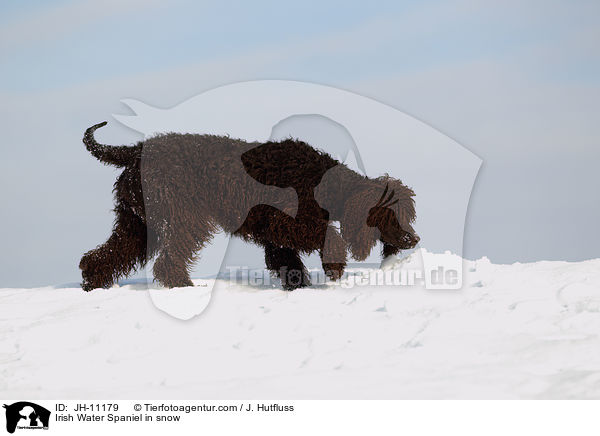 Irish Water Spaniel im Schnee / Irish Water Spaniel in snow / JH-11179