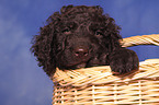 irish water spaniel puppy