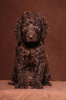 irish water spaniel puppy