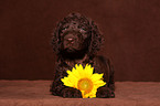 irish water spaniel puppy