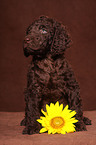 irish water spaniel puppy