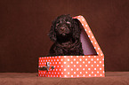 irish water spaniel puppy