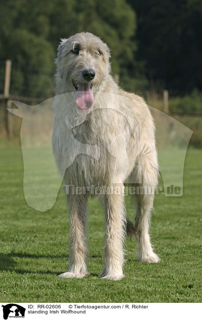 stehender Irischer Wolfshund / standing Irish Wolfhound / RR-02606