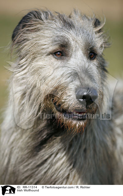 Irish Wolfhound / Irish Wolfhound / RR-11314