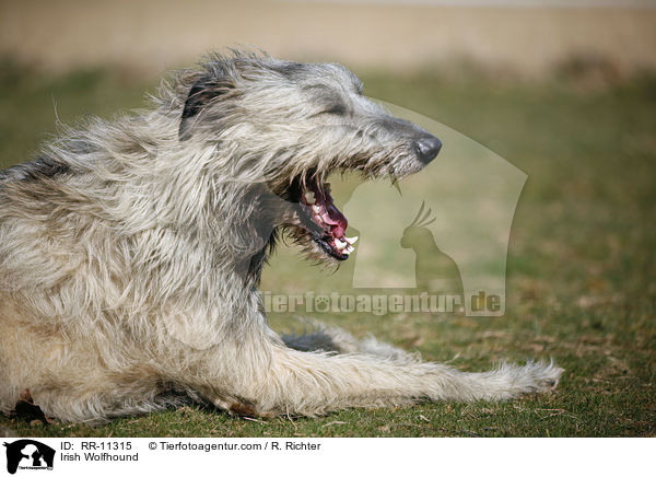 Irish Wolfhound / Irish Wolfhound / RR-11315