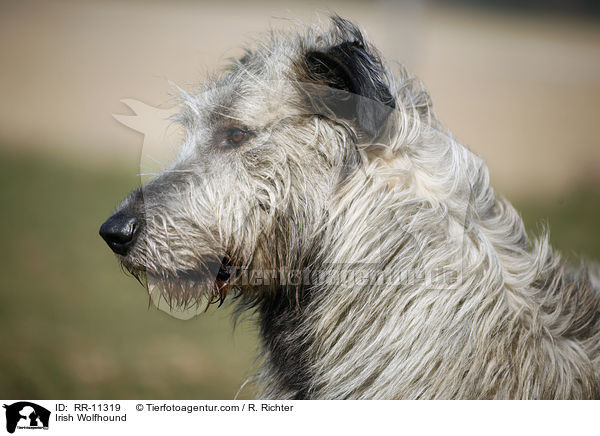 Irish Wolfhound / Irish Wolfhound / RR-11319