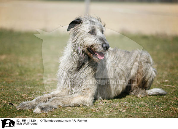 Irish Wolfhound / Irish Wolfhound / RR-11320