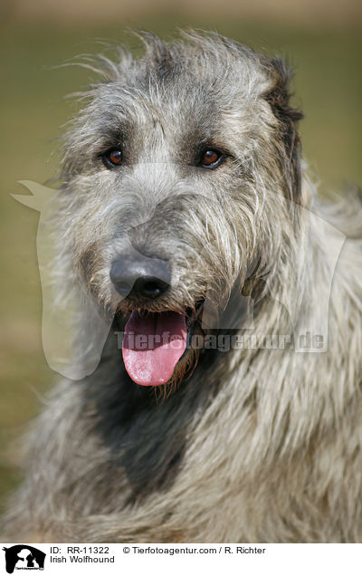 Irish Wolfhound / Irish Wolfhound / RR-11322