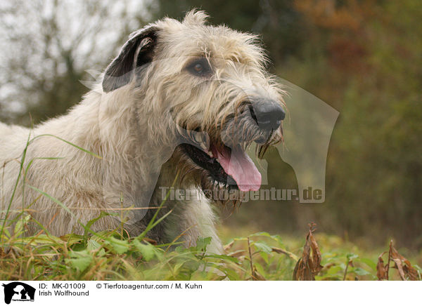 Irischer Wolfshund / Irish Wolfhound / MK-01009