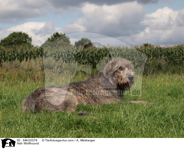 Irischer Wolfshund / Irish Wolfhound / AM-02078