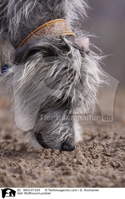 Irischer Wolfshund Portrait / Irish Wolfhound portrait / SKO-01324